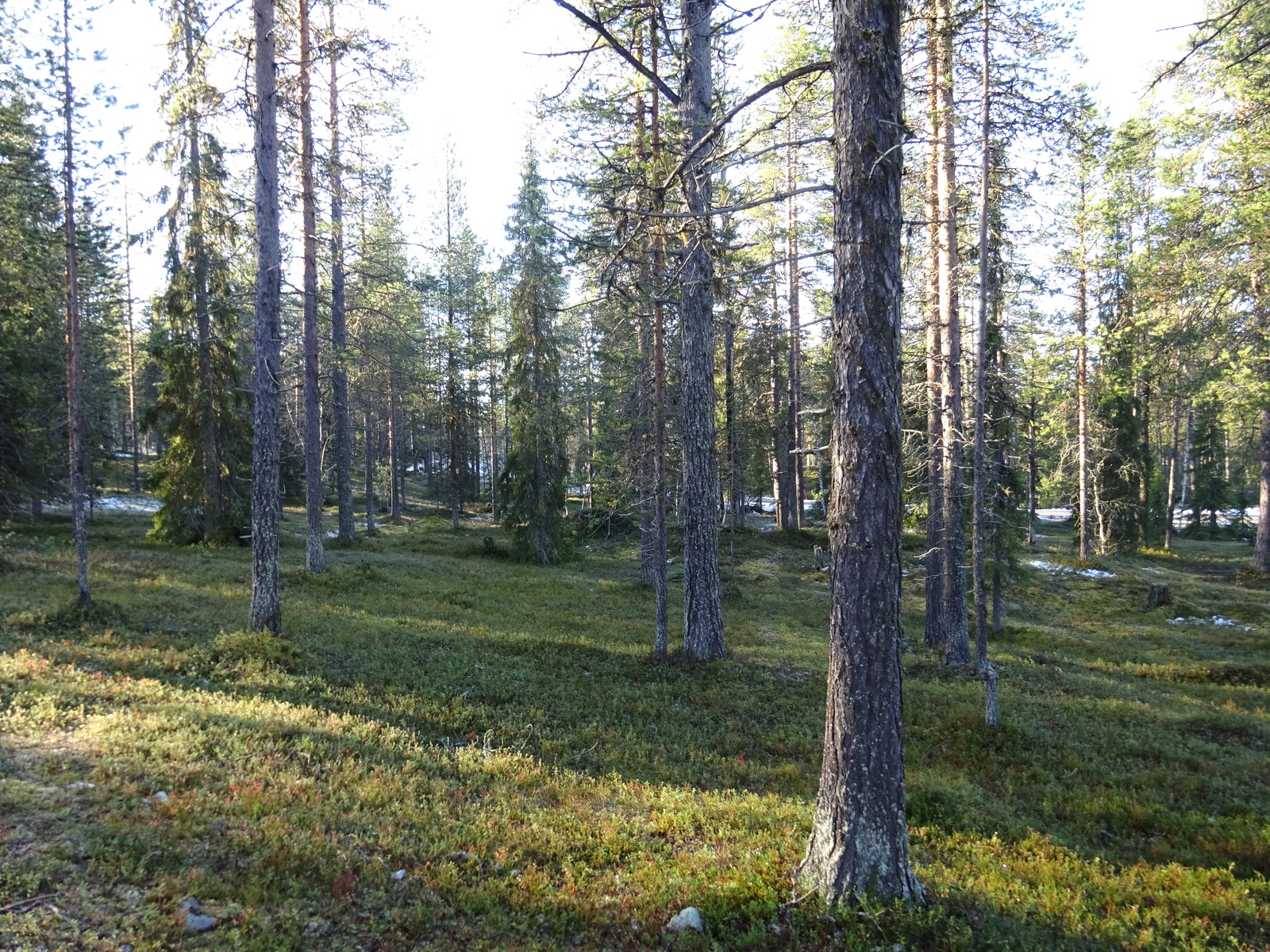 Valokuvassa näkyy mm. tontilla kasvavia puita ja muuta kasvillisuutta.