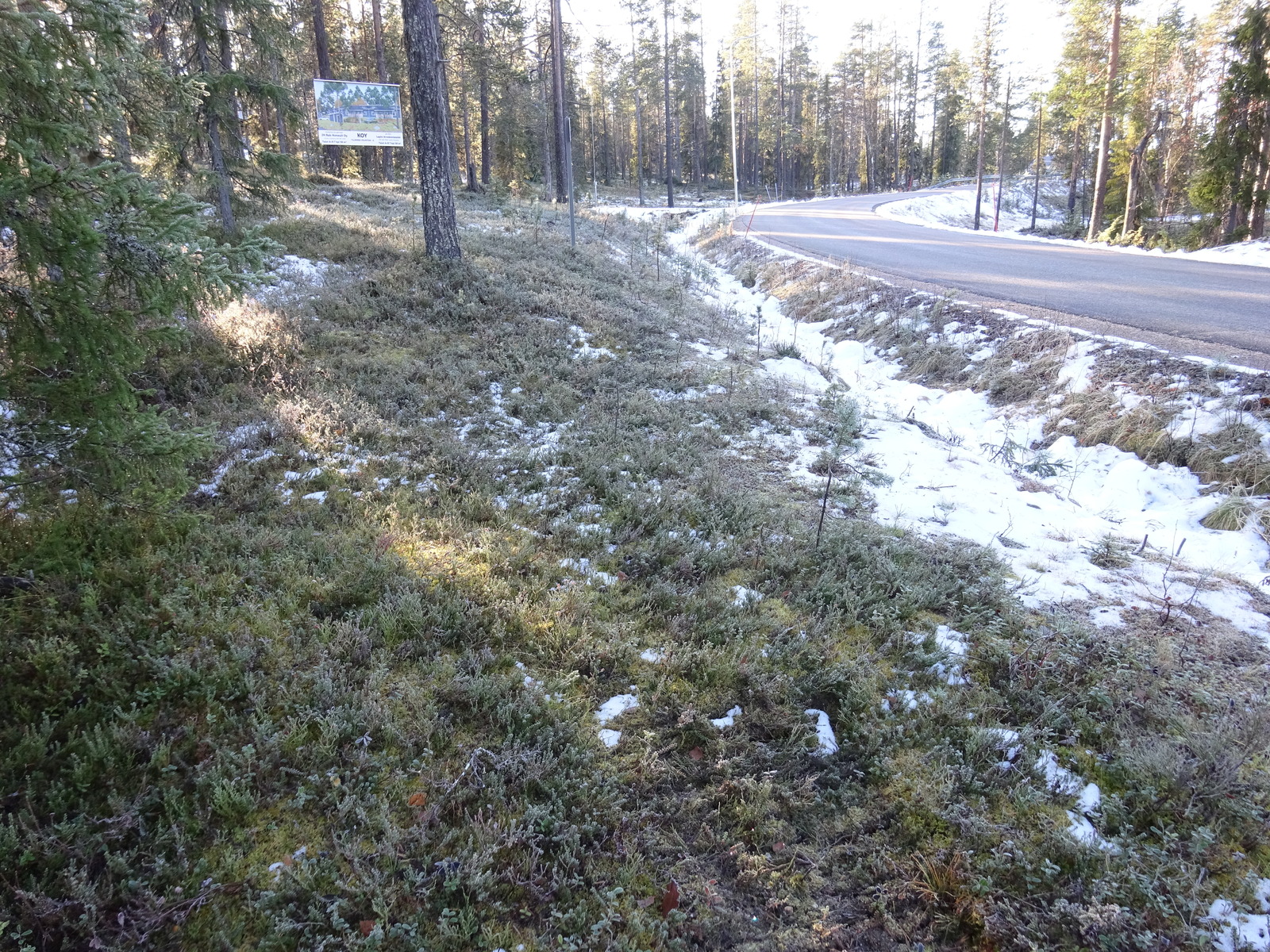 Valokuvassa näkyy mm. tontilla kasvavia puita ja muuta kasvillisuutta.