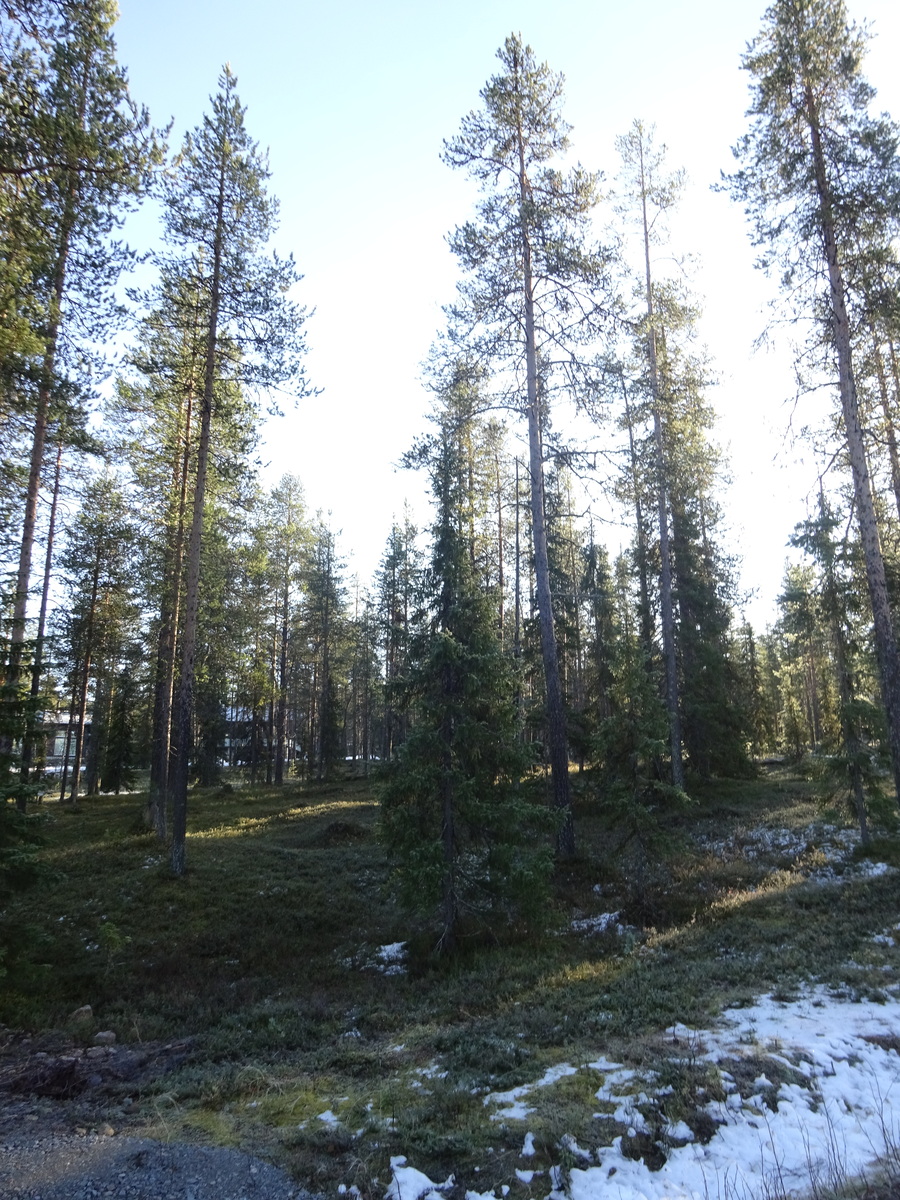 Valokuvassa näkyy mm. tontilla kasvavia puita ja muuta kasvillisuutta.