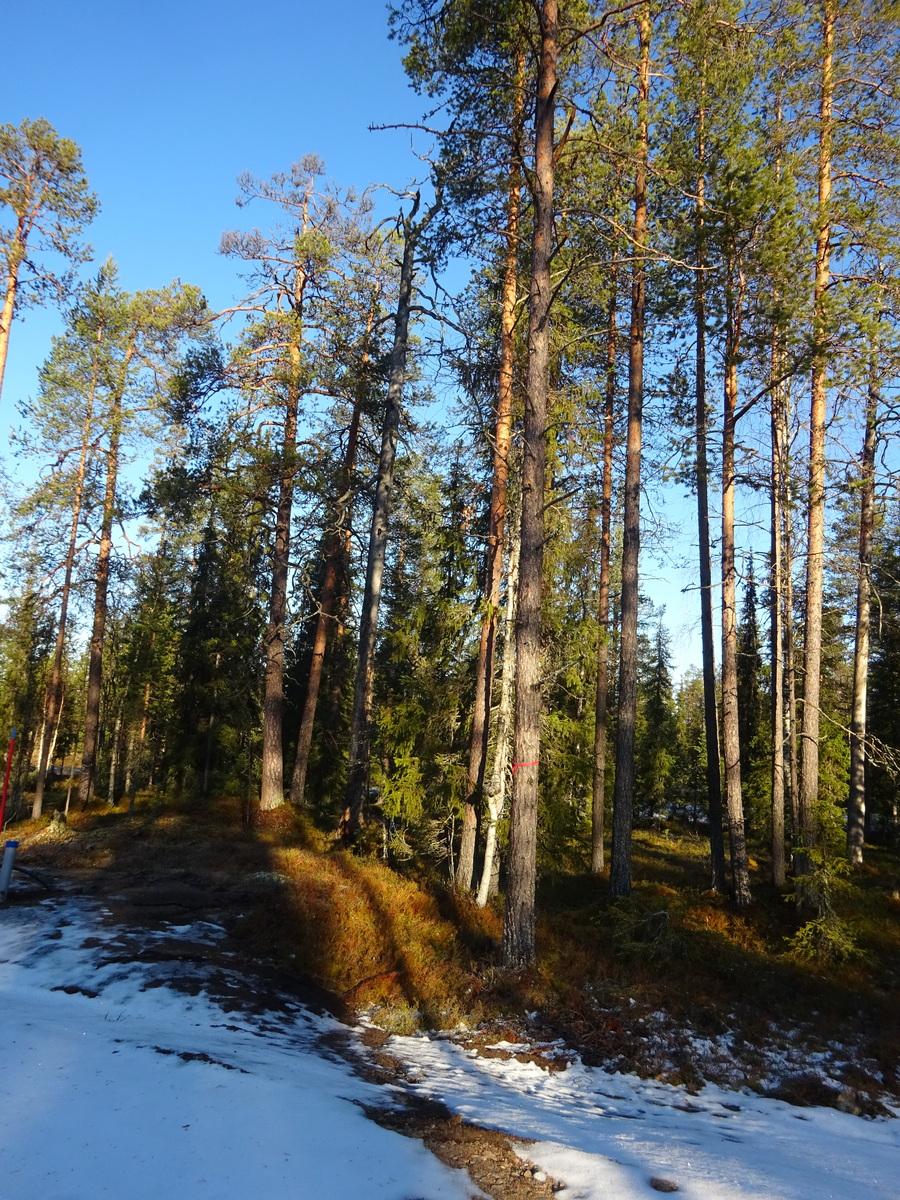 Valokuvassa näkyy mm. tontilla kasvavia puita ja muuta kasvillisuutta.