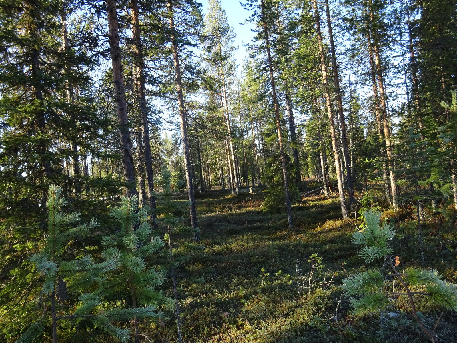 Valokuvassa näkyy mm. tontilla kasvavia puita ja muuta kasvillisuutta.