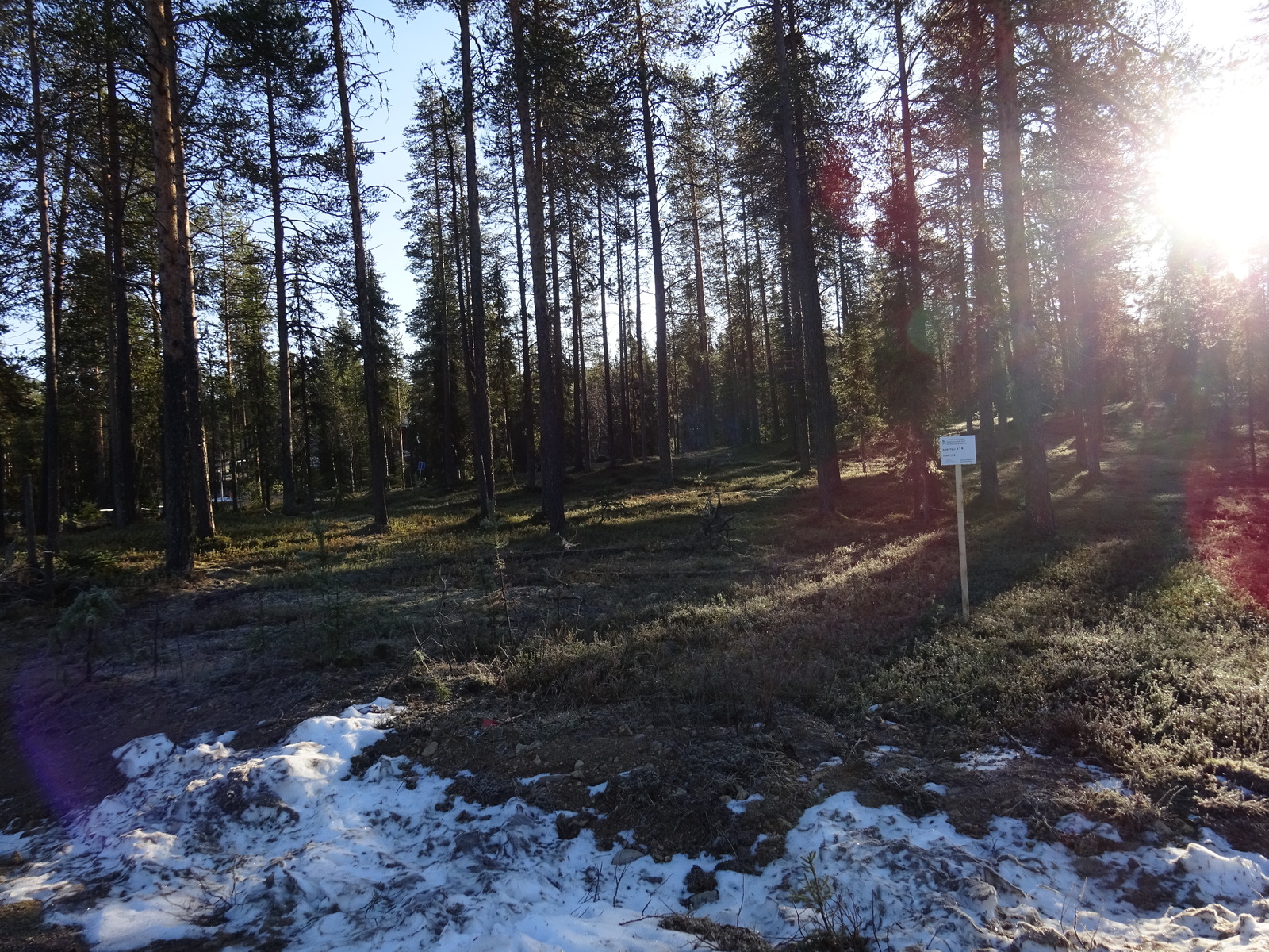 Valokuvassa näkyy mm. tontilla kasvavia puita ja muuta kasvillisuutta.