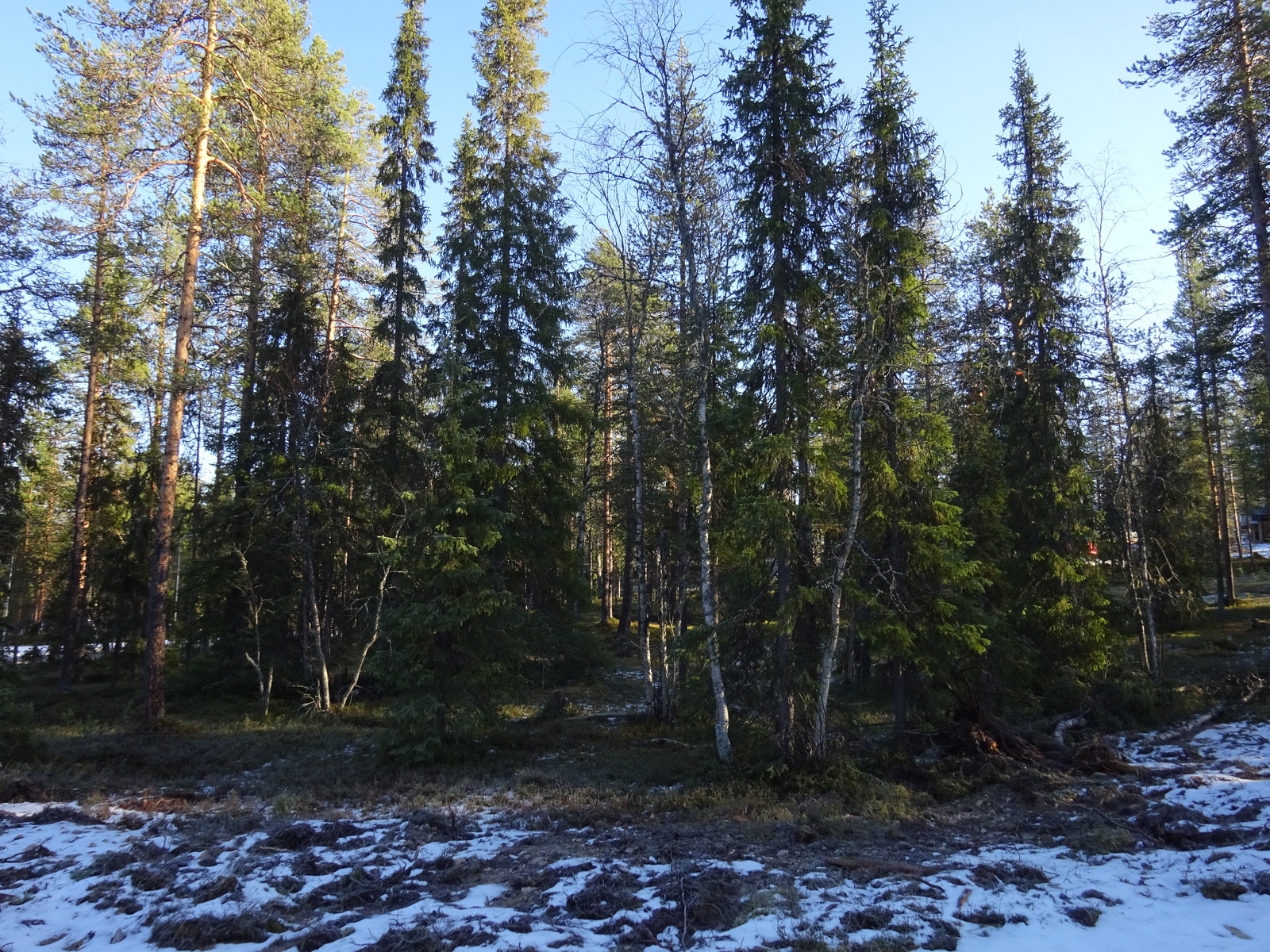 Valokuvassa näkyy mm. tontilla kasvavia puita ja muuta kasvillisuutta.