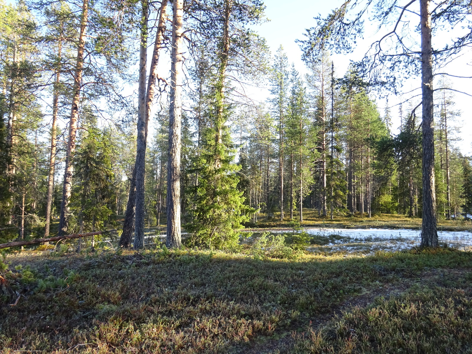 Valokuvassa näkyy mm. tontilla kasvavia puita ja muuta kasvillisuutta.