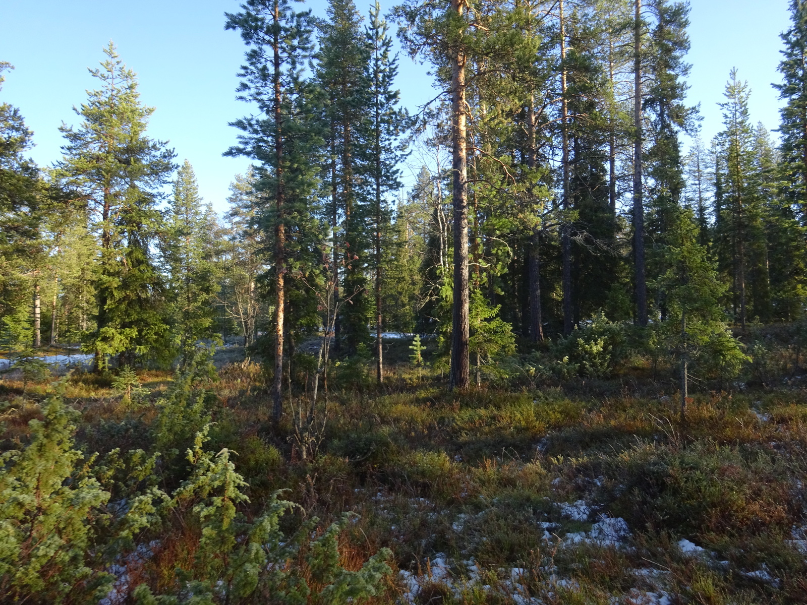 Valokuvassa näkyy mm. tontilla kasvavia puita ja muuta kasvillisuutta.