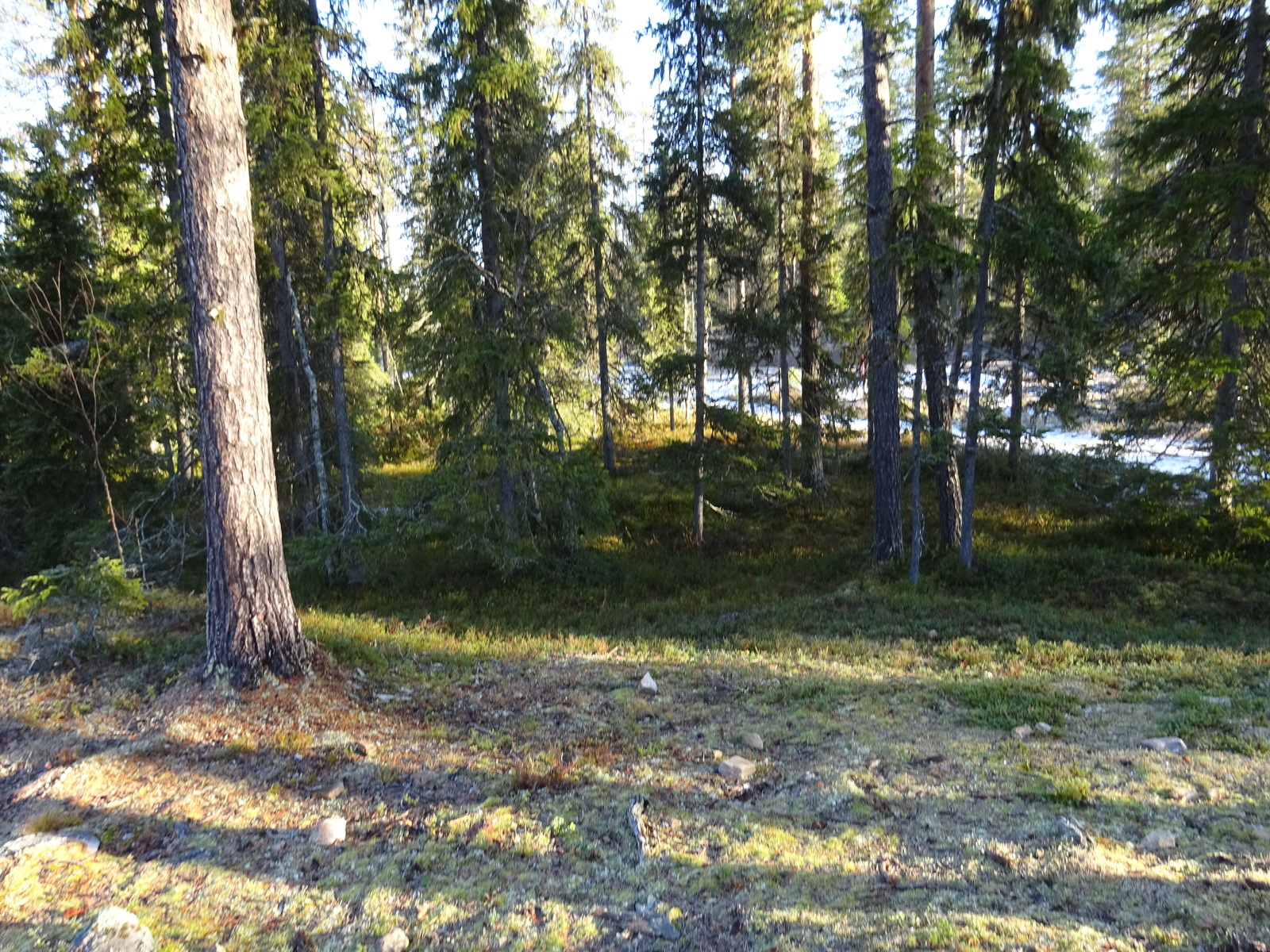 Valokuvassa näkyy mm. tontilla kasvavia puita ja muuta kasvillisuutta.