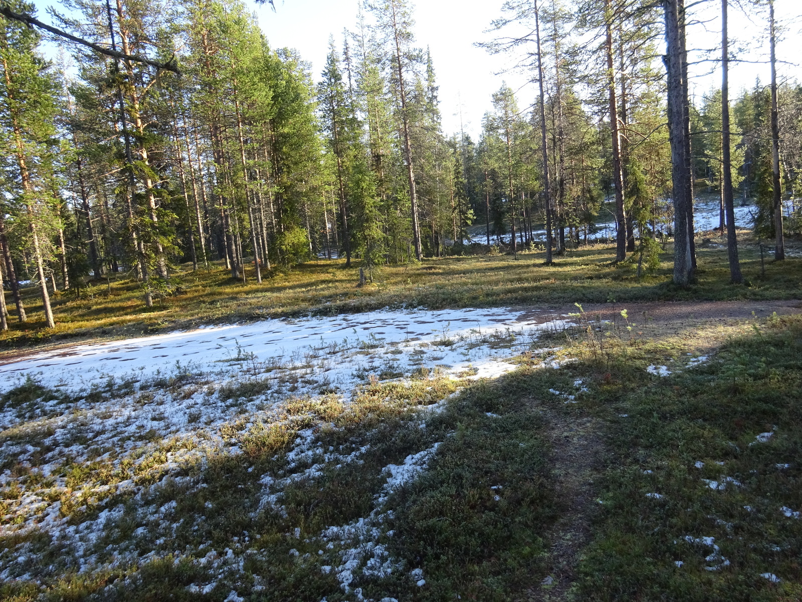 Valokuvassa näkyy mm. tontilla kasvavia puita ja muuta kasvillisuutta.