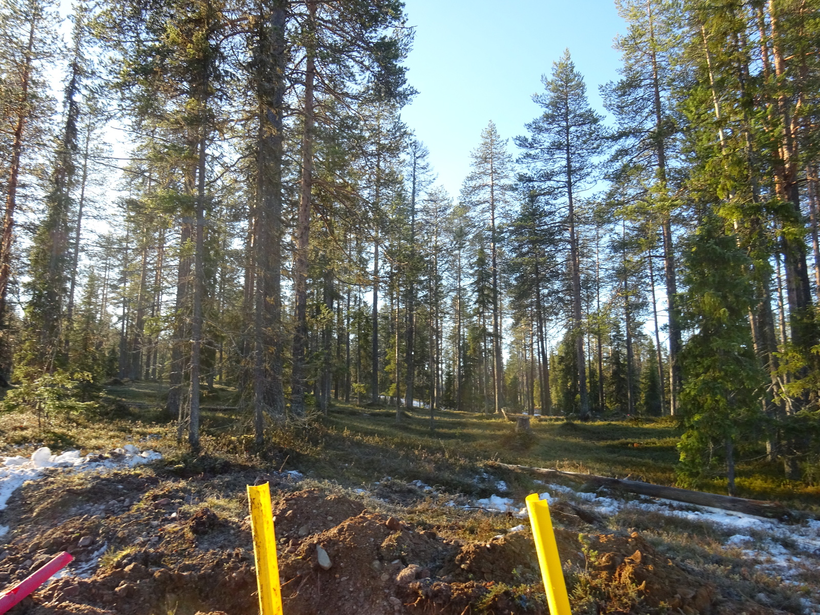 Valokuvassa näkyy mm. tontilla kasvavia puita ja muuta kasvillisuutta.