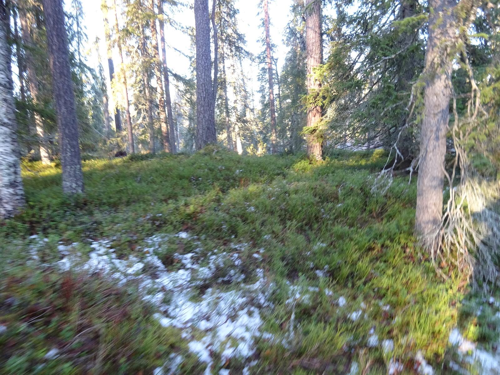 Valokuvassa näkyy mm. tontilla kasvavia puita ja muuta kasvillisuutta.