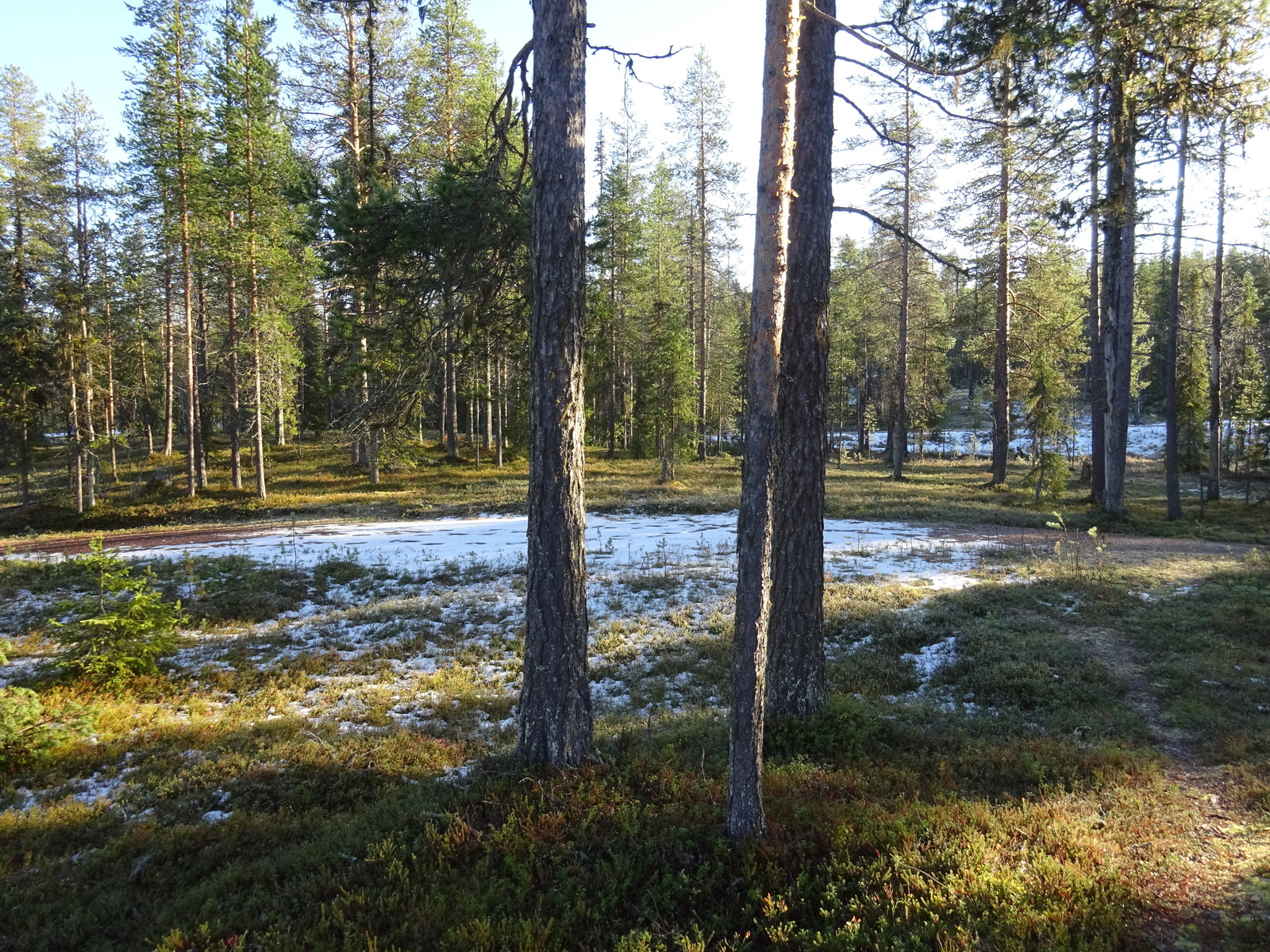 Valokuvassa näkyy mm. tontilla kasvavia puita ja muuta kasvillisuutta.