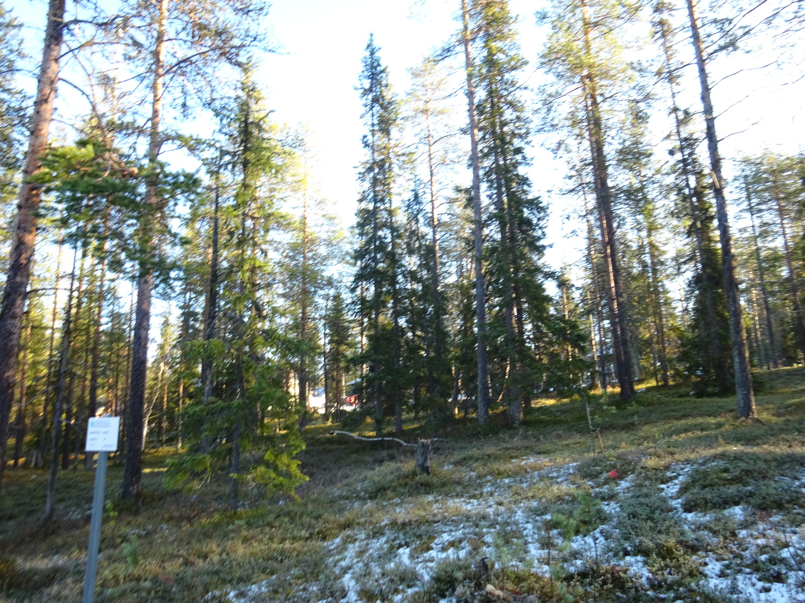 Valokuvassa näkyy mm. tontilla kasvavia puita ja muuta kasvillisuutta.