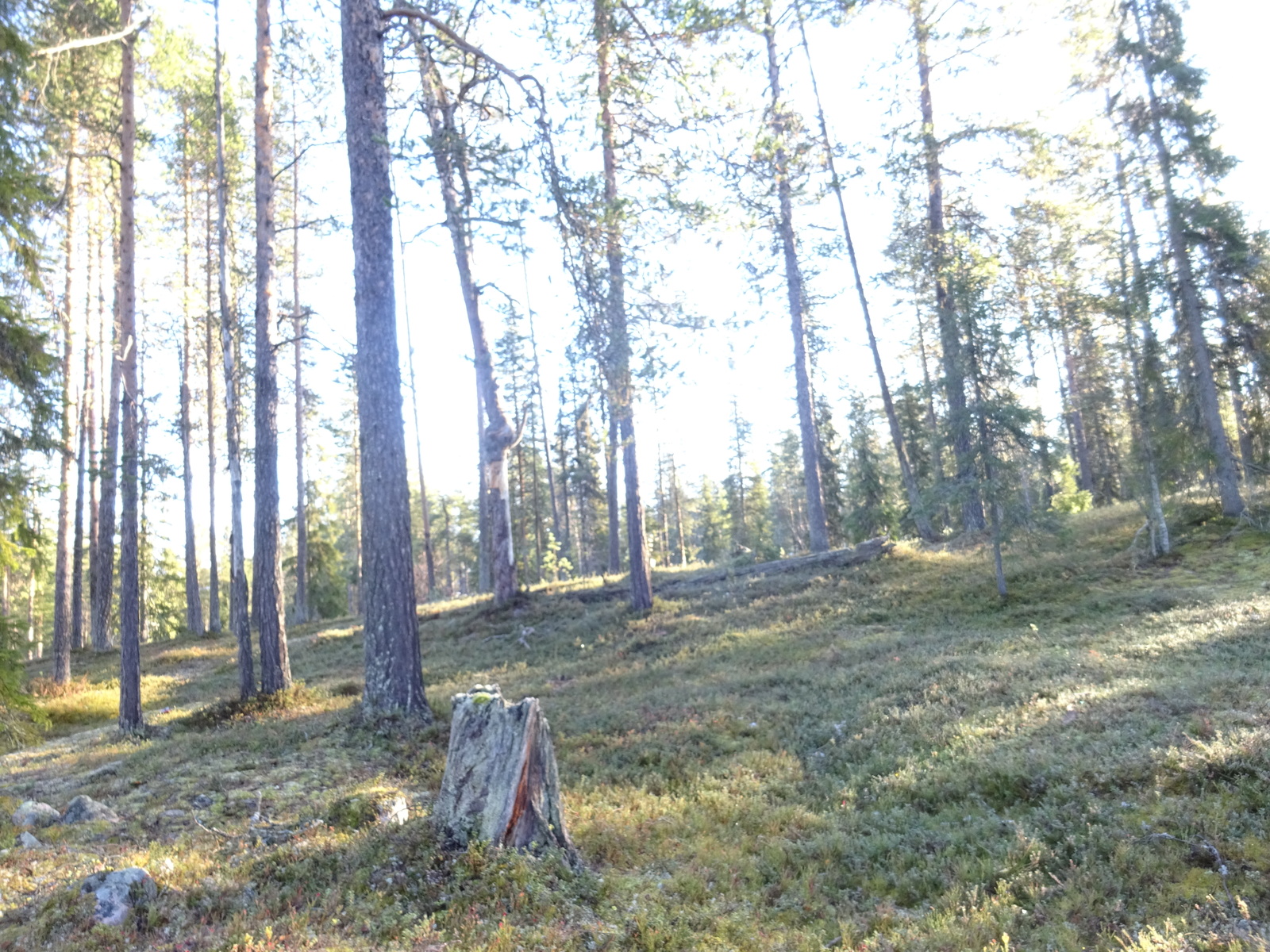 Valokuvassa näkyy mm. tontilla kasvavia puita ja muuta kasvillisuutta.