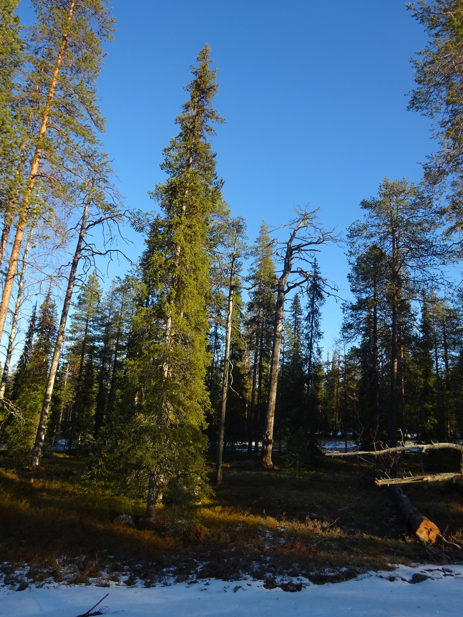 Valokuvassa näkyy mm. tontilla kasvavia puita ja muuta kasvillisuutta.