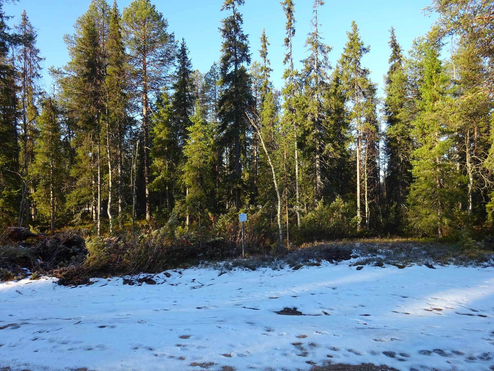 Valokuvassa näkyy mm. tontilla kasvavia puita ja muuta kasvillisuutta.