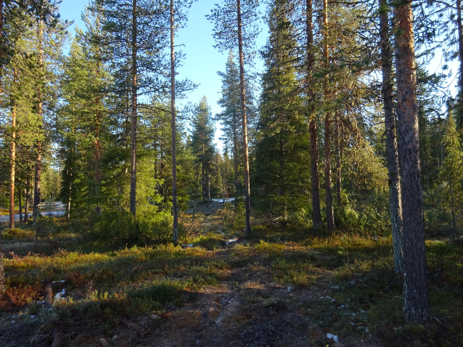 Valokuvassa näkyy mm. tontilla kasvavia puita ja muuta kasvillisuutta.