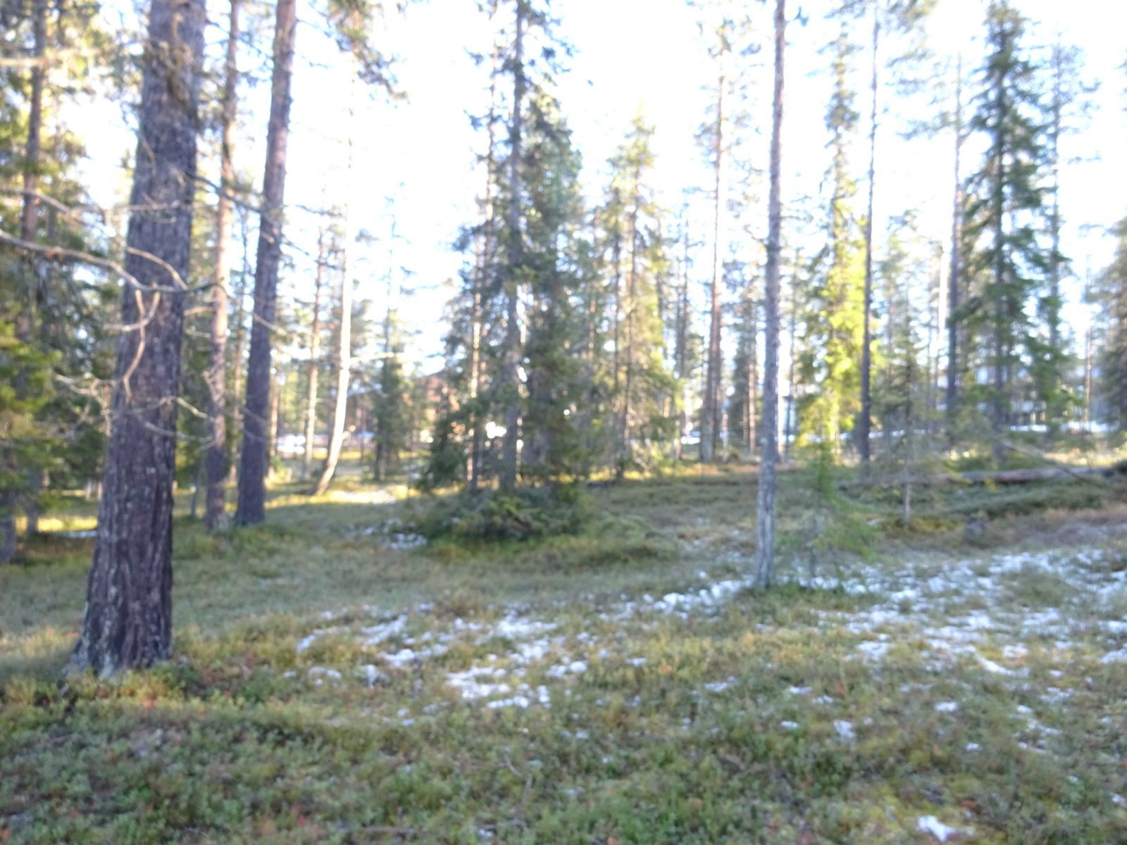 Valokuvassa näkyy mm. tontilla kasvavia puita ja muuta kasvillisuutta.