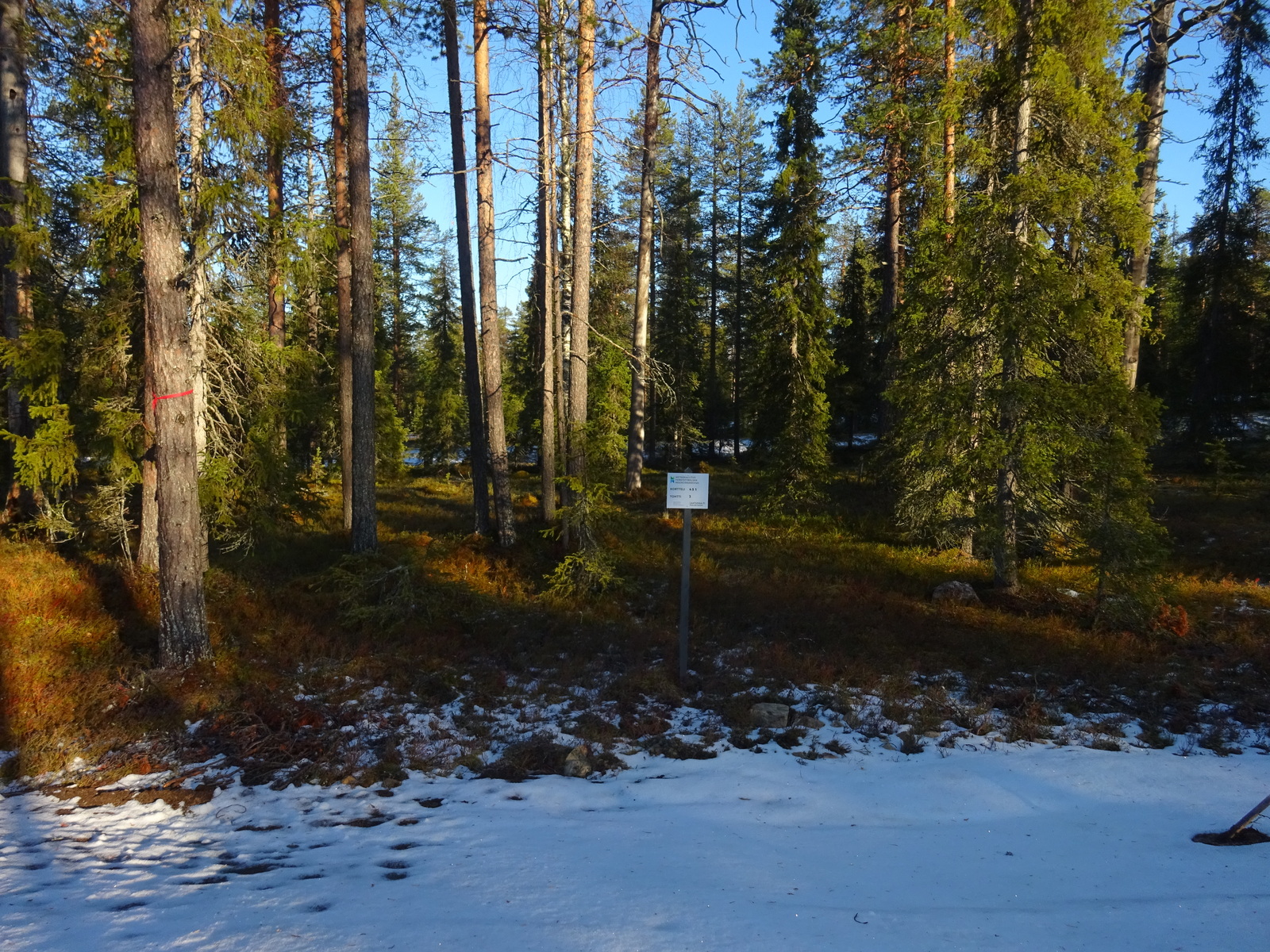 Valokuvassa näkyy mm. tontilla kasvavia puita ja muuta kasvillisuutta.