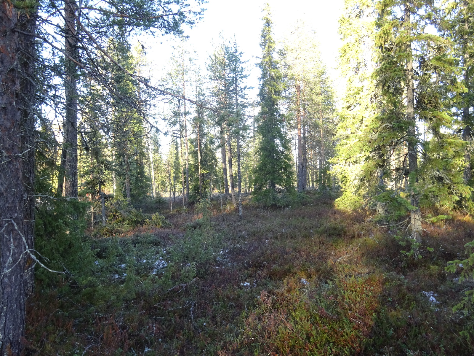 Valokuvassa näkyy mm. tontilla kasvavia puita ja muuta kasvillisuutta.