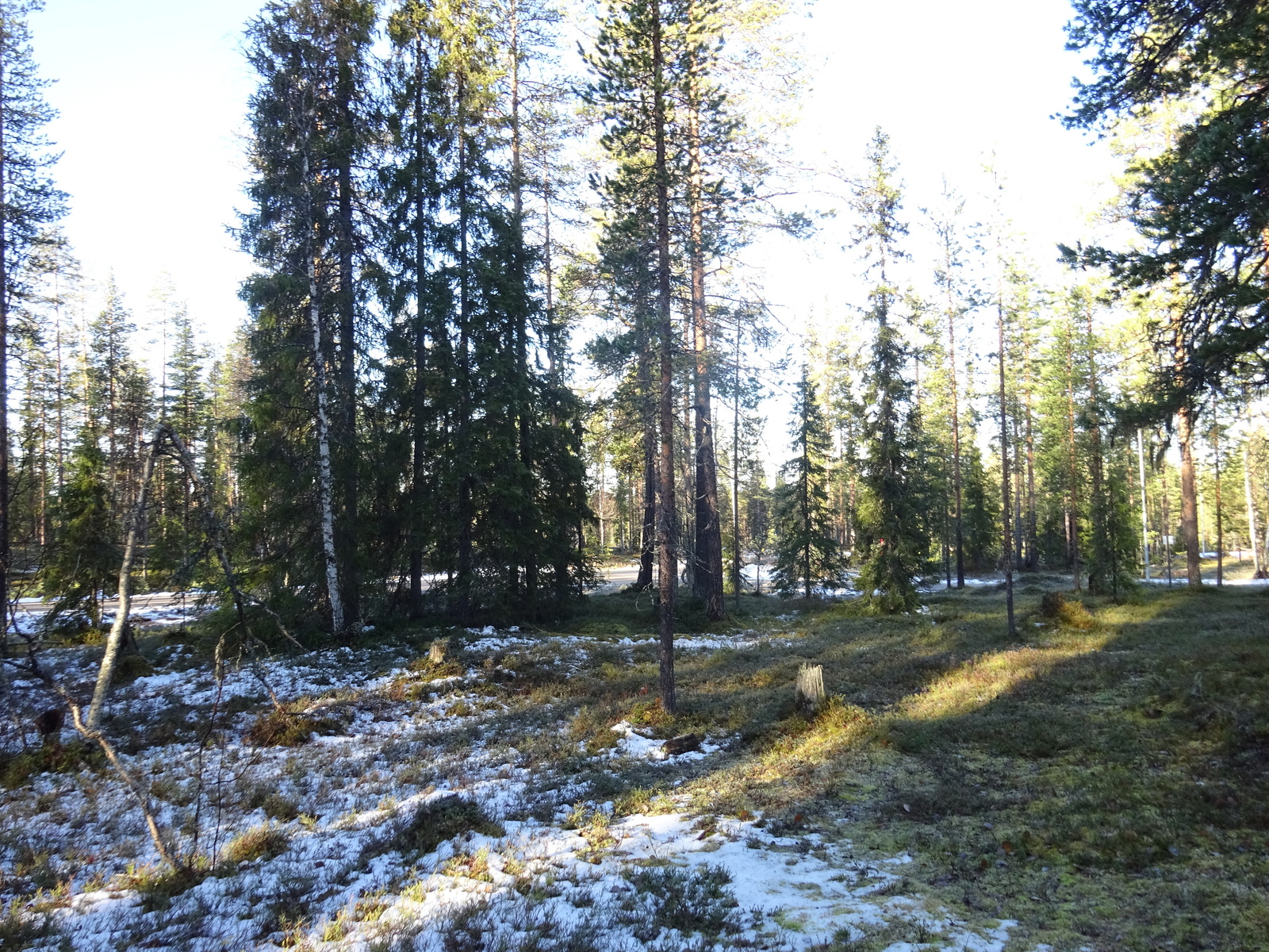 Valokuvassa näkyy mm. tontilla kasvavia puita ja muuta kasvillisuutta.