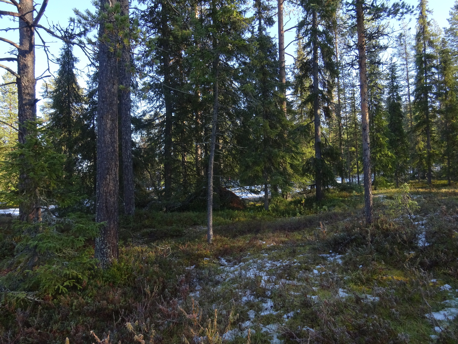 Valokuvassa näkyy mm. tontilla kasvavia puita ja muuta kasvillisuutta.