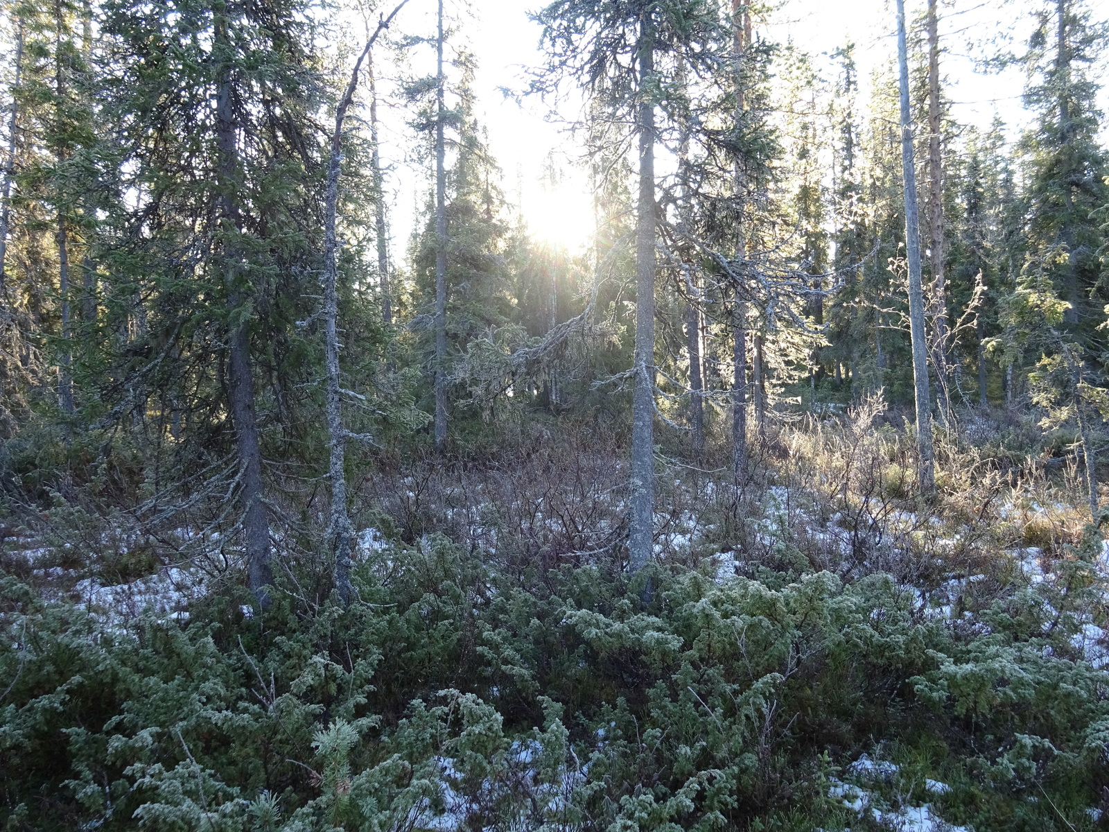 Valokuvassa näkyy mm. tontilla kasvavia puita ja muuta kasvillisuutta.