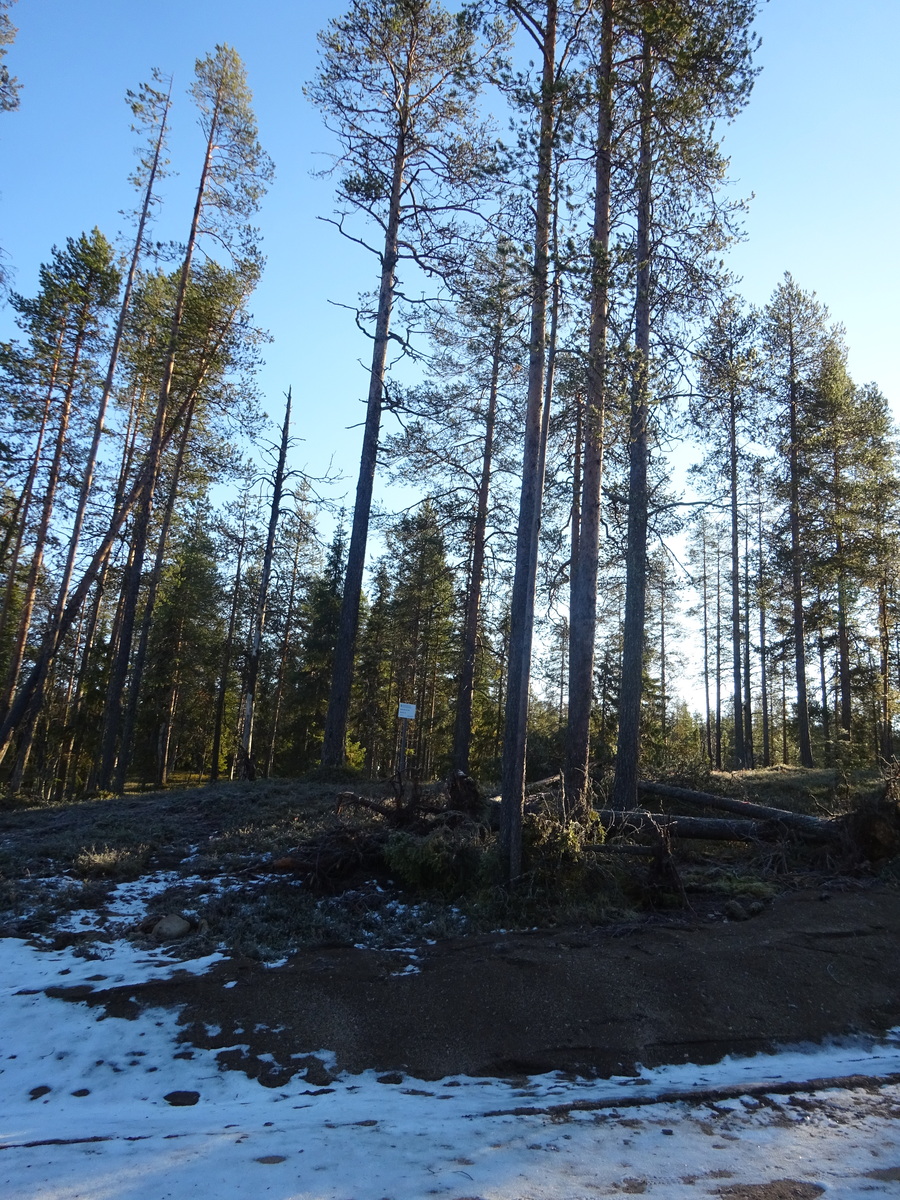 Valokuvassa näkyy mm. tontilla kasvavia puita ja muuta kasvillisuutta.