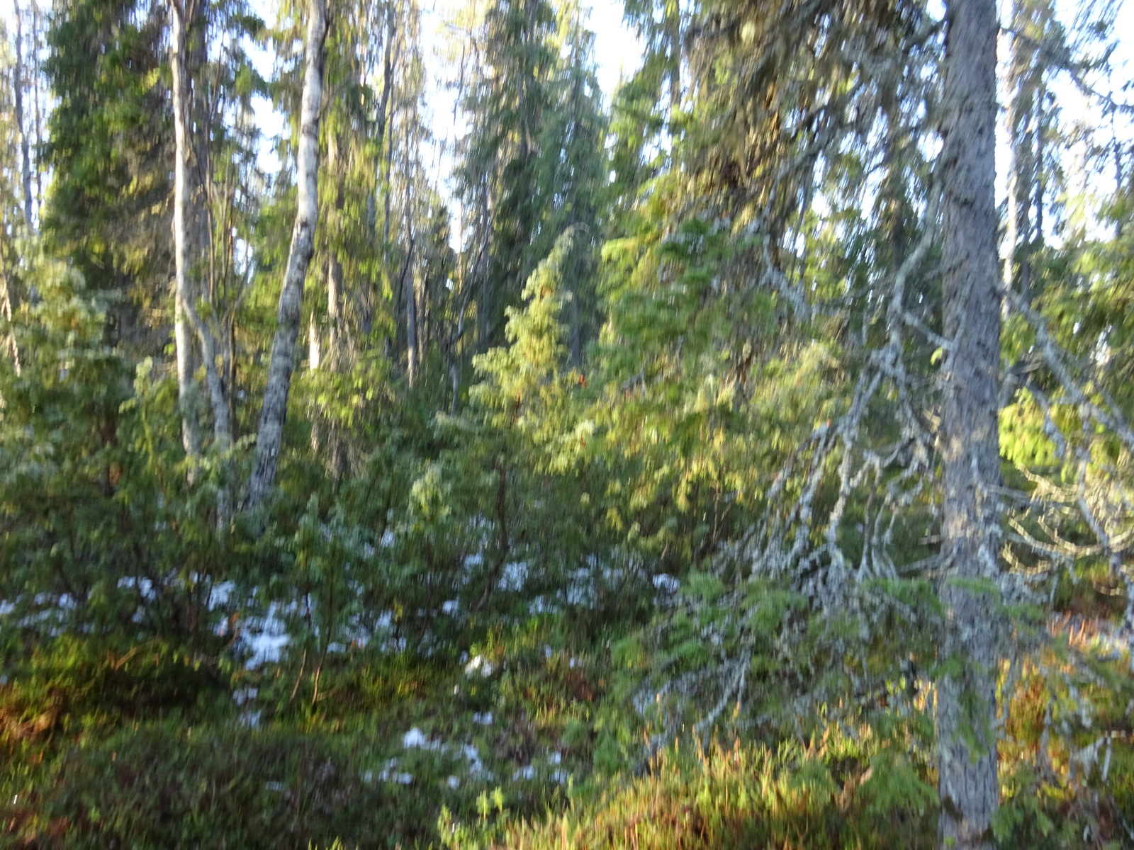 Valokuvassa näkyy mm. tontilla kasvavia puita ja muuta kasvillisuutta.