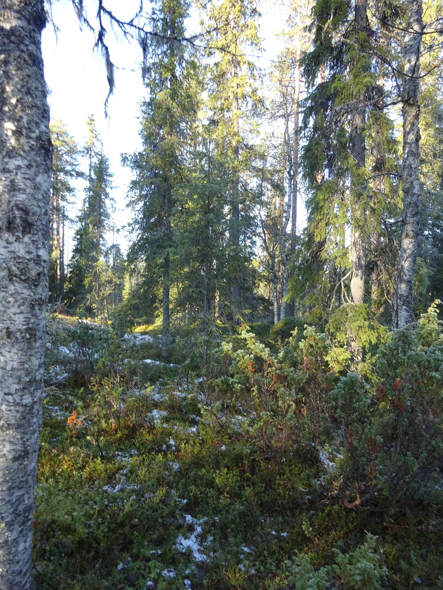 Valokuvassa näkyy mm. tontilla kasvavia puita ja muuta kasvillisuutta.