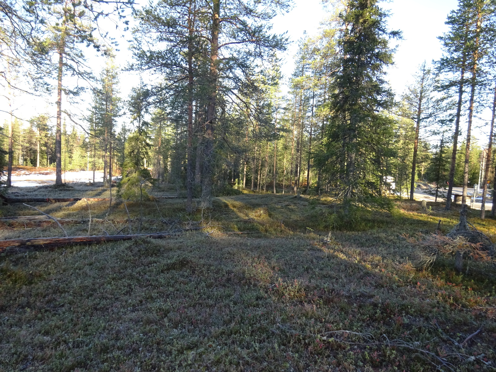 Valokuvassa näkyy mm. tontilla kasvavia puita ja muuta kasvillisuutta.