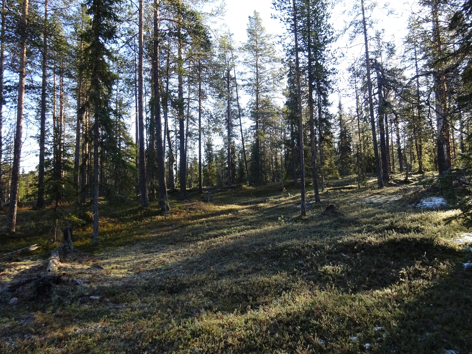 Valokuvassa näkyy mm. tontilla kasvavia puita ja muuta kasvillisuutta.