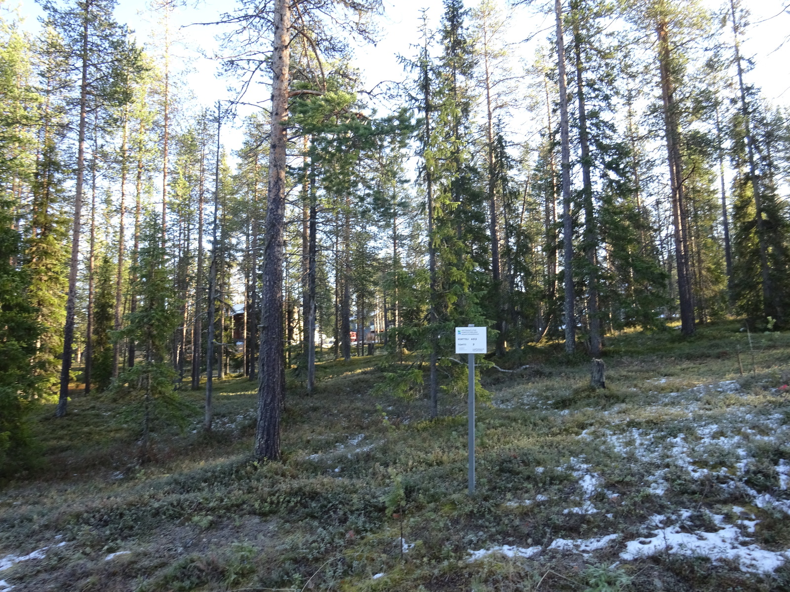 Valokuvassa näkyy mm. tontilla kasvavia puita ja muuta kasvillisuutta.