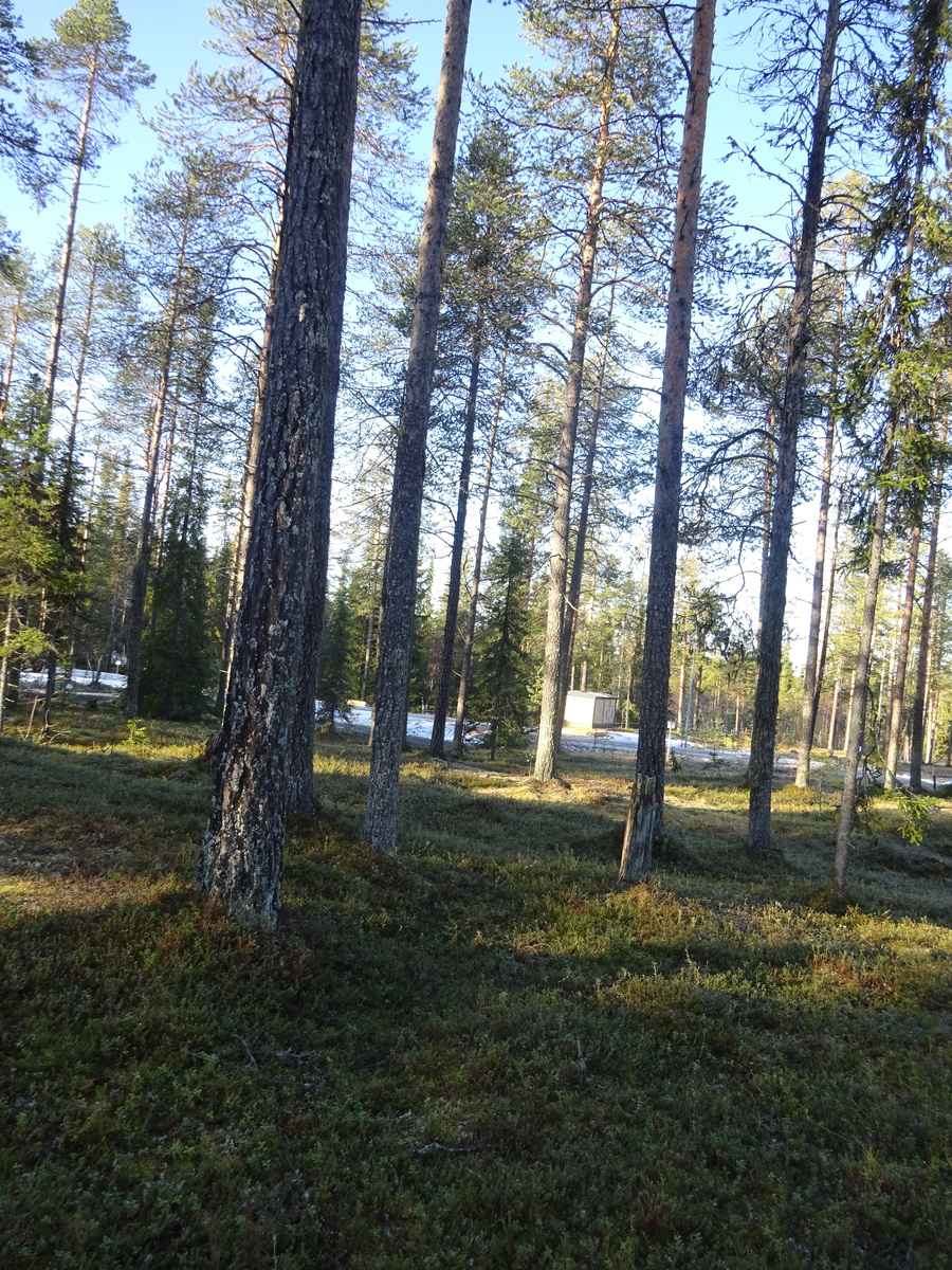 Valokuvassa näkyy mm. tontilla kasvavia puita ja muuta kasvillisuutta.