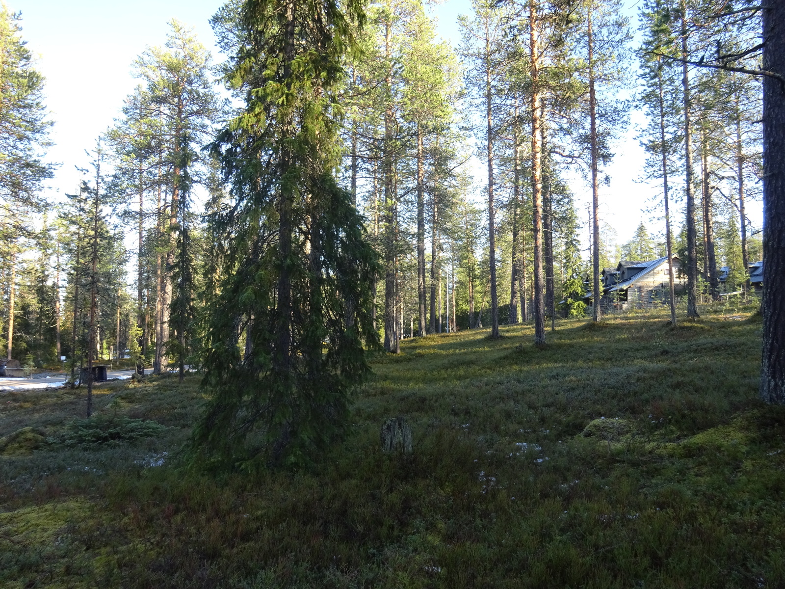 Valokuvassa näkyy mm. tontilla kasvavia puita ja muuta kasvillisuutta.