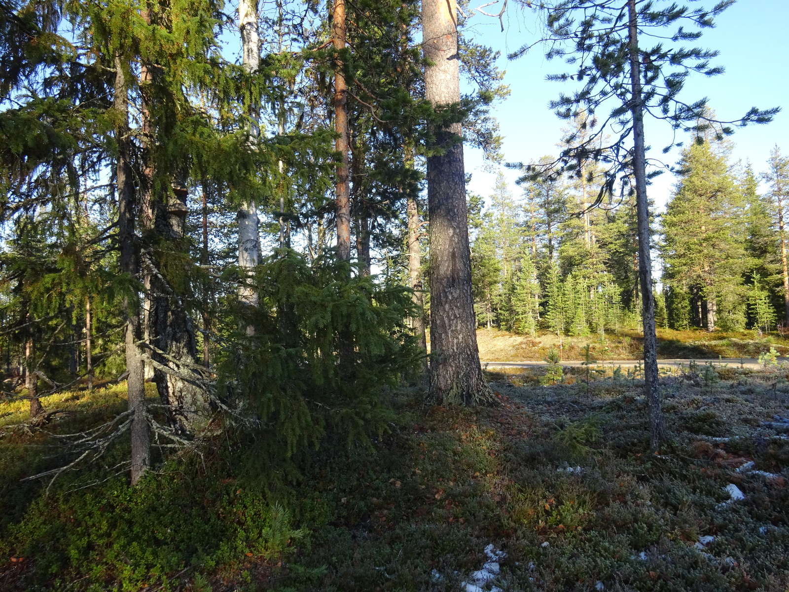 Valokuvassa näkyy mm. tontilla kasvavia puita ja muuta kasvillisuutta.