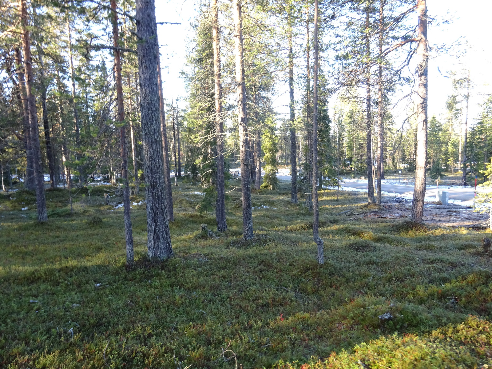 Valokuvassa näkyy mm. tontilla kasvavia puita ja muuta kasvillisuutta.