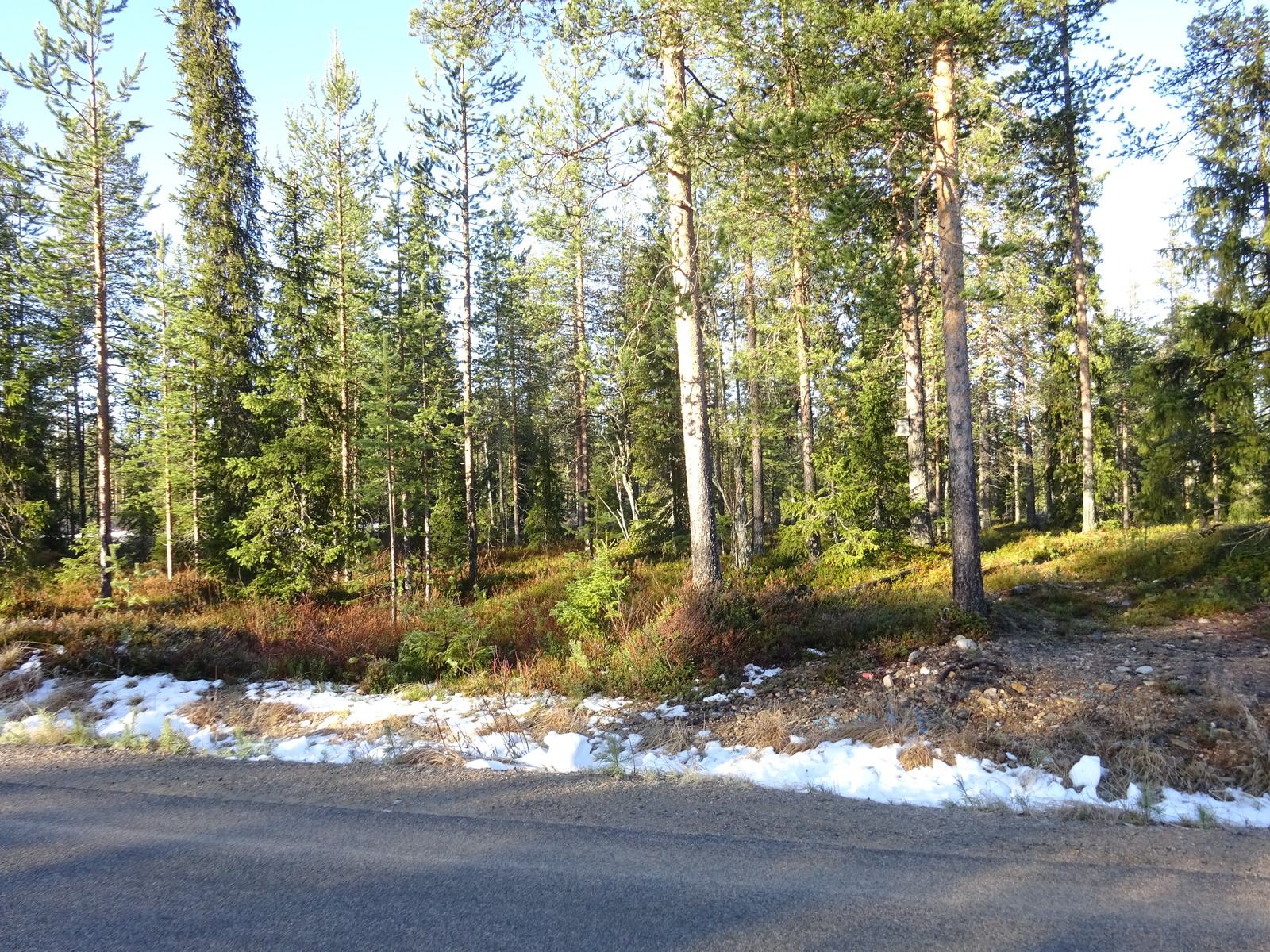 Valokuvassa näkyy mm. tontilla kasvavia puita ja muuta kasvillisuutta.