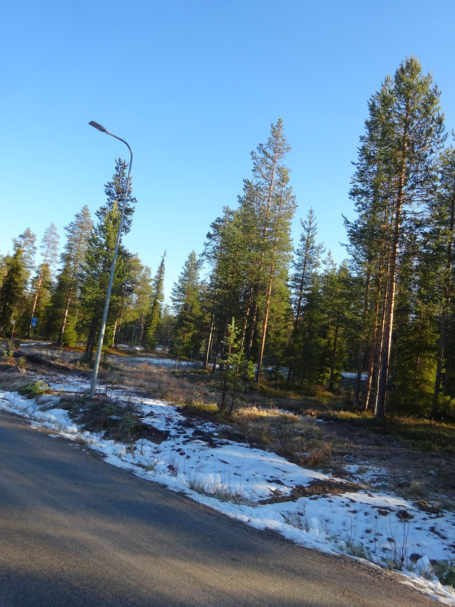 Valokuvassa näkyy mm. tontilla kasvavia puita ja muuta kasvillisuutta.