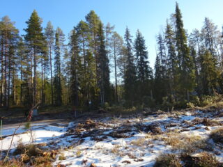 Valokuvassa näkyy mm. tontilla kasvavia puita ja muuta kasvillisuutta.