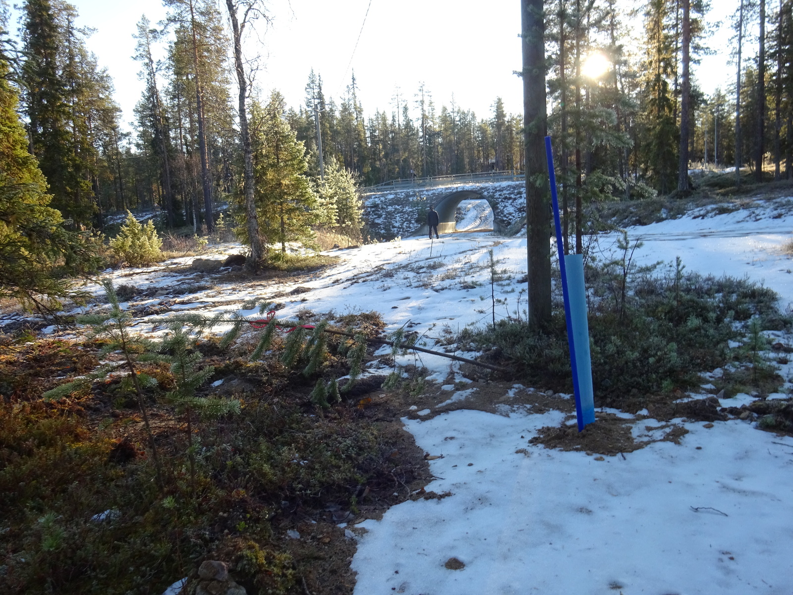 Valokuvassa näkyy mm. tontilla kasvavia puita ja muuta kasvillisuutta.