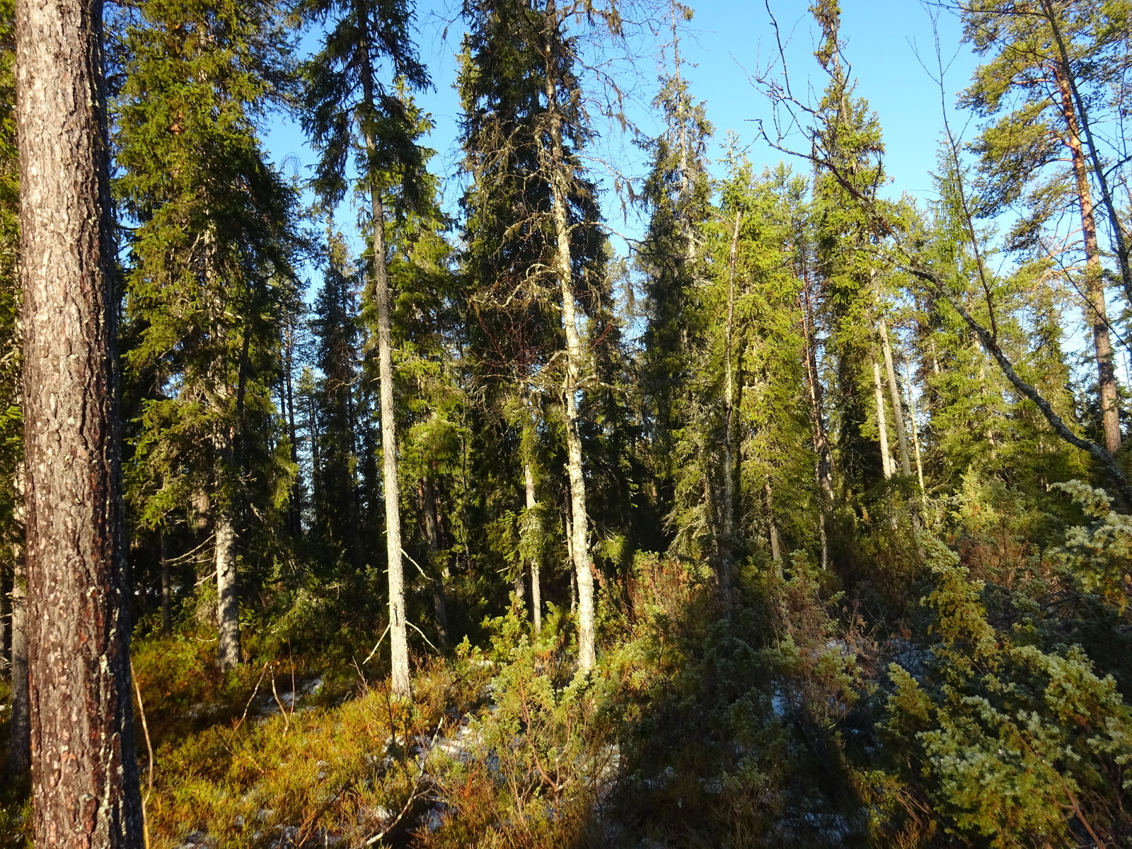 Valokuvassa näkyy mm. tontilla kasvavia puita ja muuta kasvillisuutta.