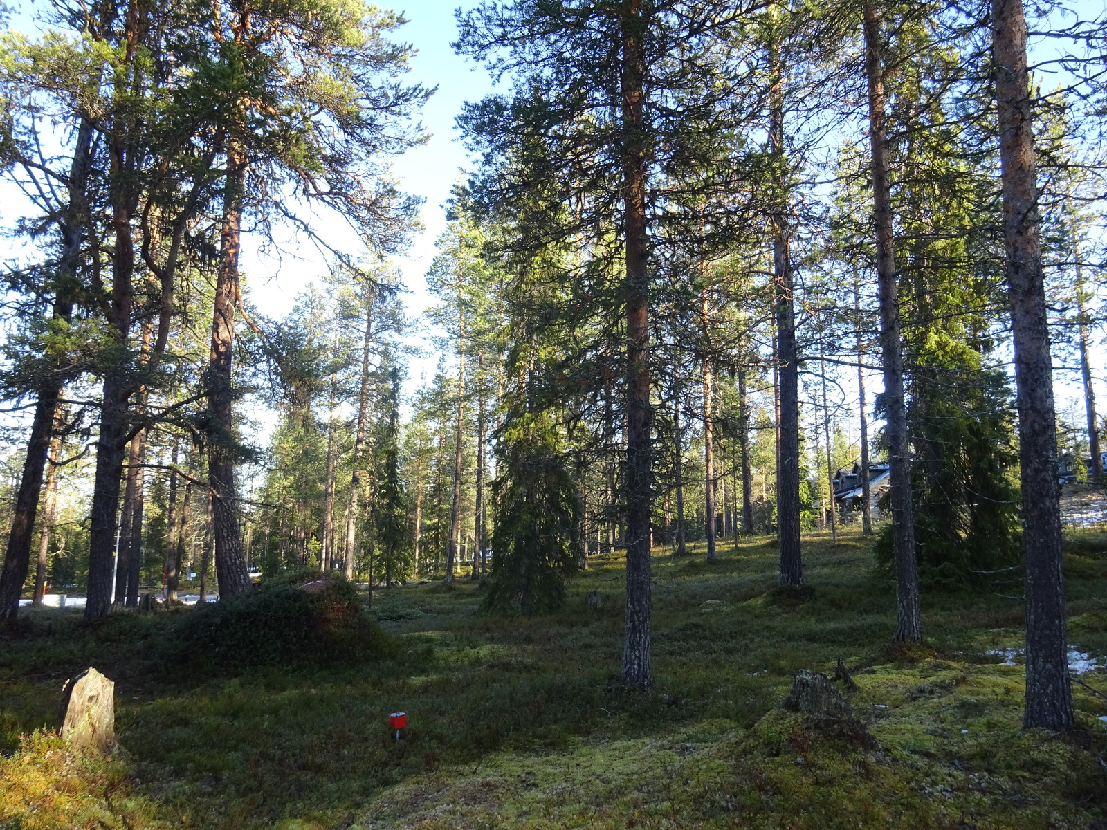 Valokuvassa näkyy mm. tontilla kasvavia puita ja muuta kasvillisuutta.