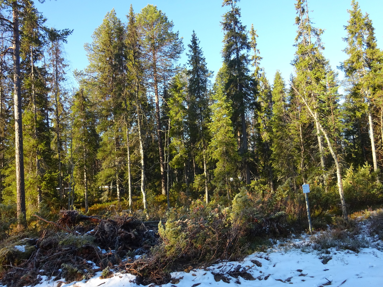 Valokuvassa näkyy mm. tontilla kasvavia puita ja muuta kasvillisuutta.