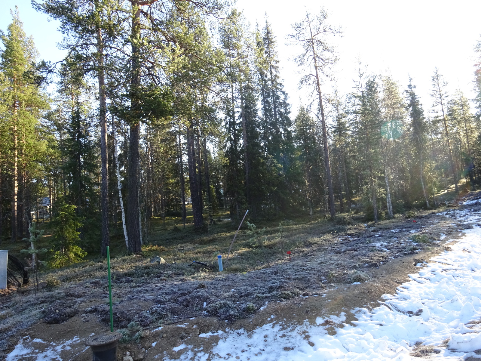 Valokuvassa näkyy mm. tontilla kasvavia puita ja muuta kasvillisuutta.