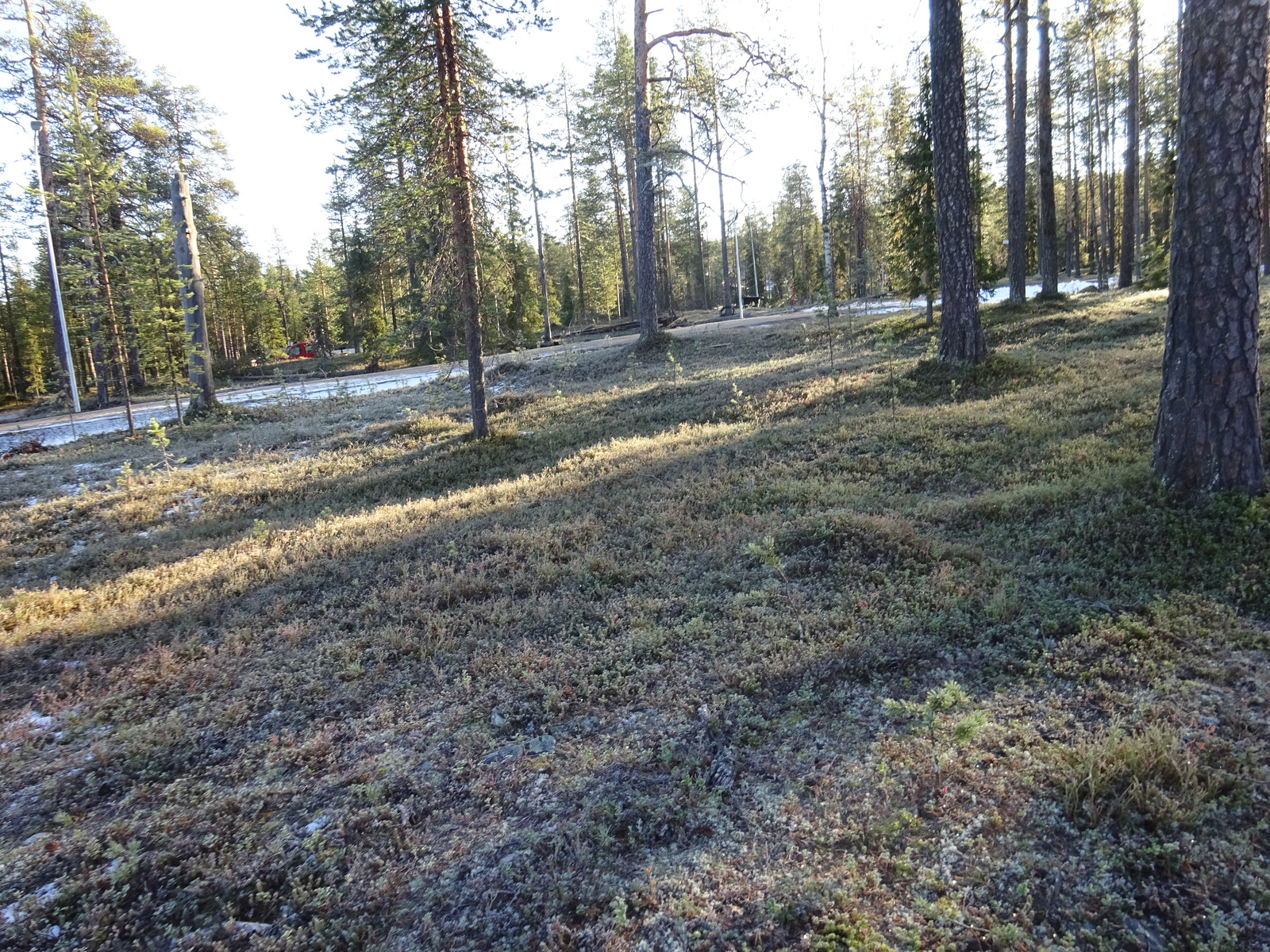 Valokuvassa näkyy mm. tontilla kasvavia puita ja muuta kasvillisuutta.