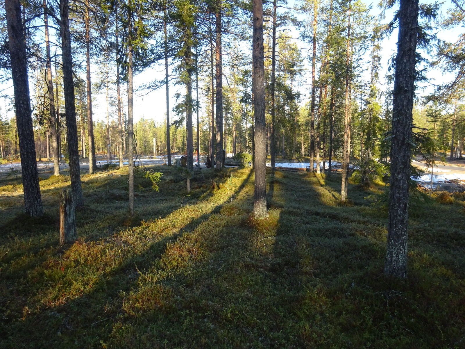 Valokuvassa näkyy mm. tontilla kasvavia puita ja muuta kasvillisuutta.