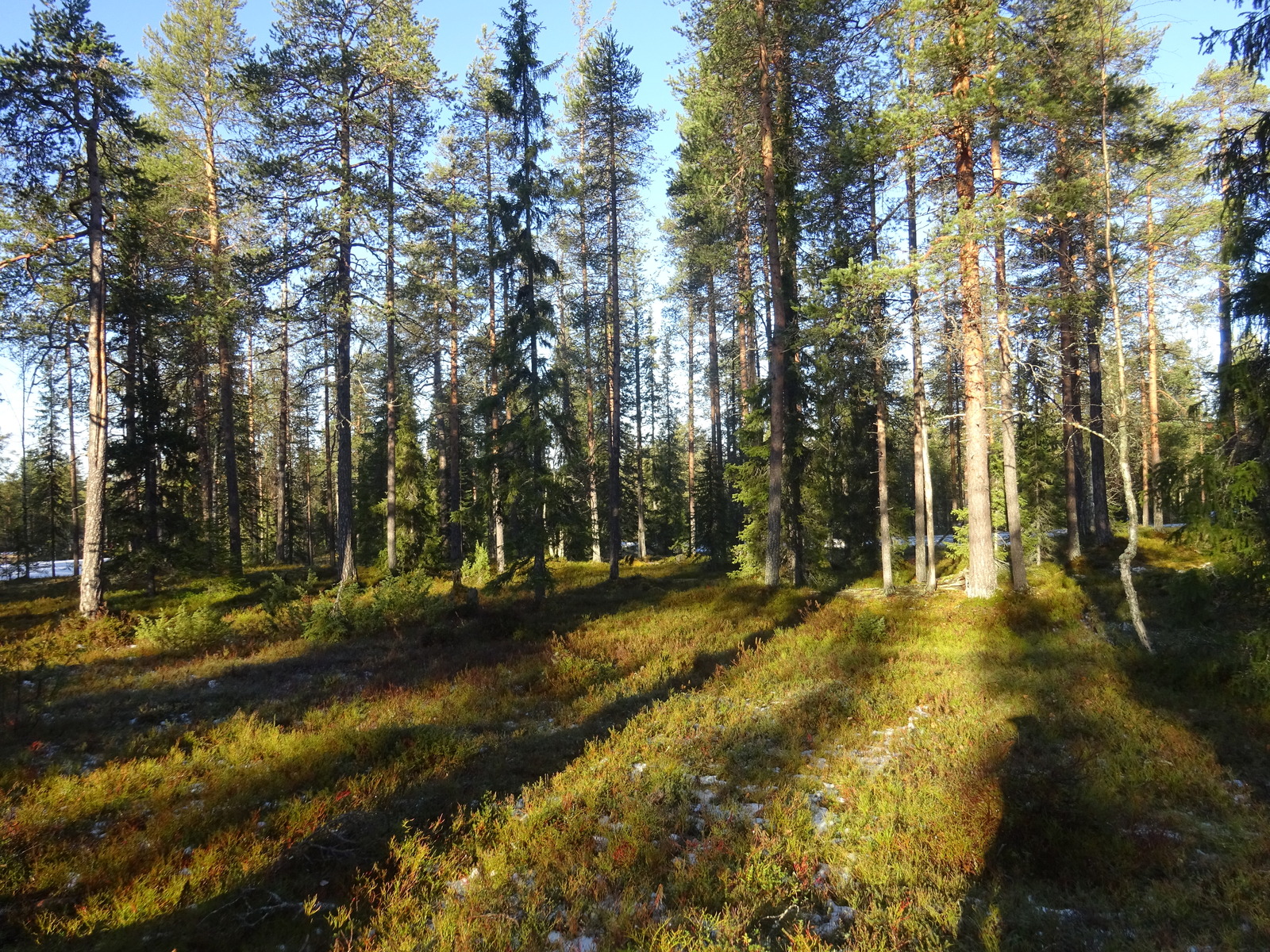 Valokuvassa näkyy mm. tontilla kasvavia puita ja muuta kasvillisuutta.