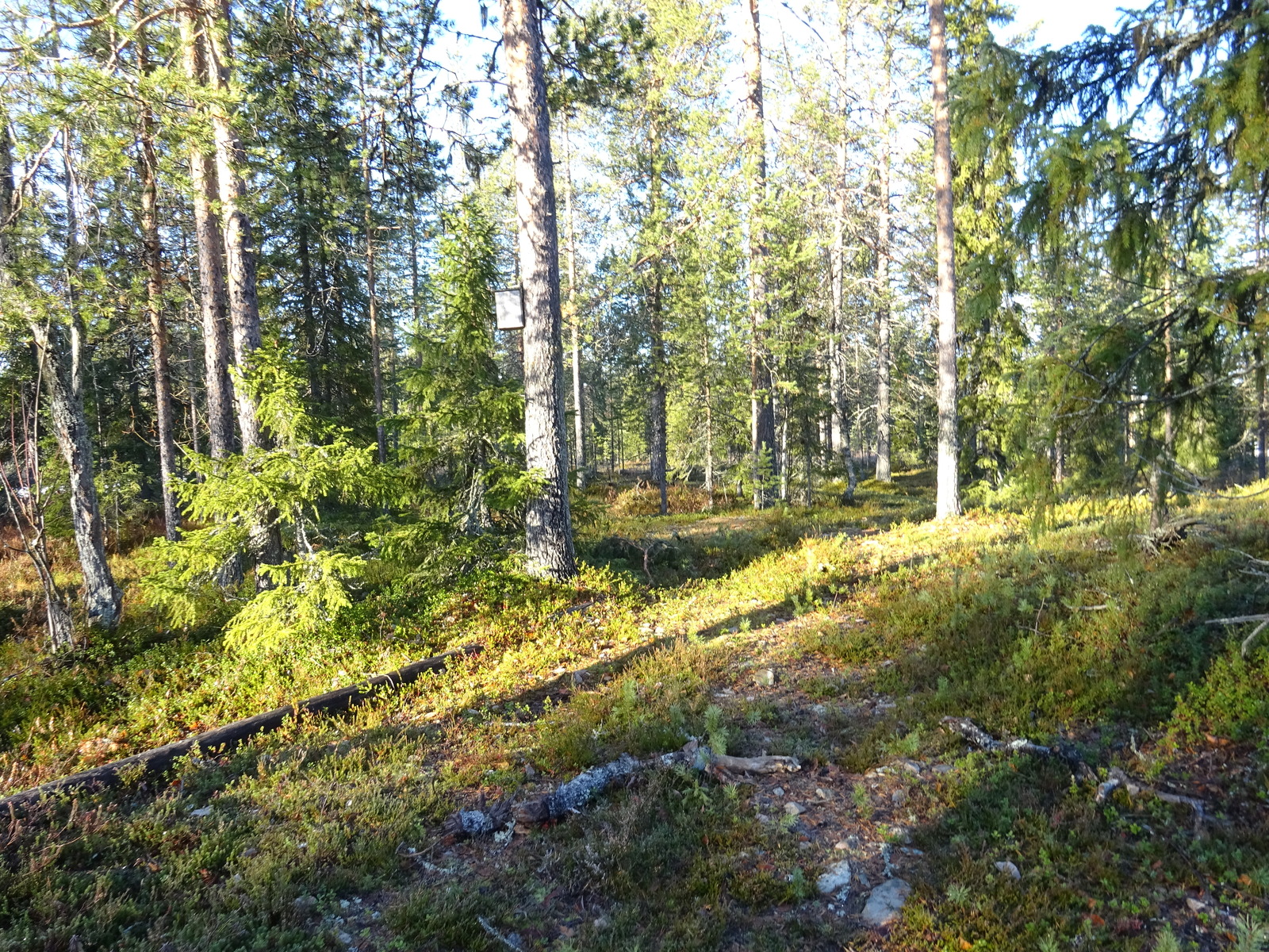 Valokuvassa näkyy mm. tontilla kasvavia puita ja muuta kasvillisuutta.