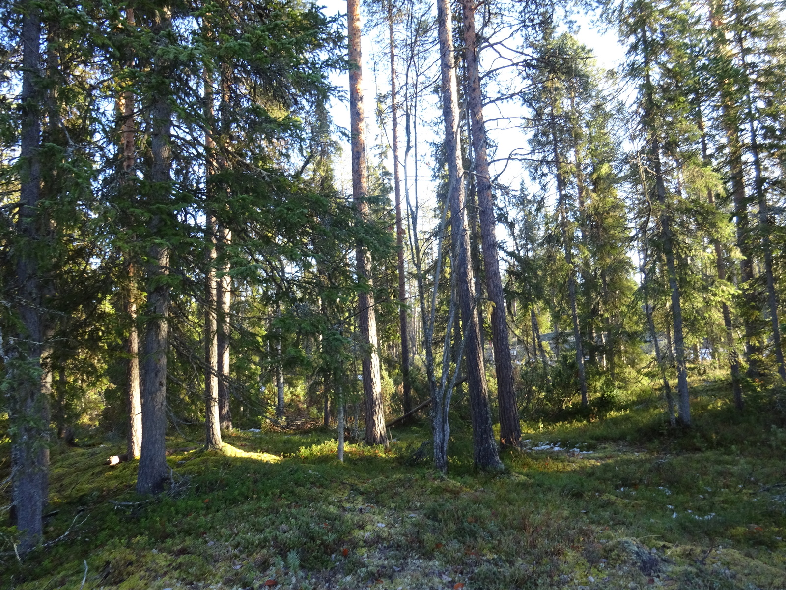 Valokuvassa näkyy mm. tontilla kasvavia puita ja muuta kasvillisuutta.