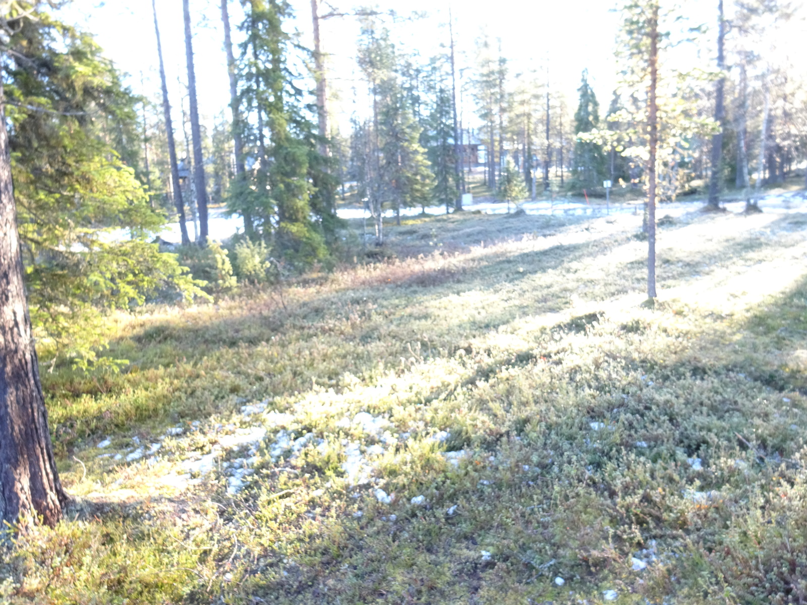 Valokuvassa näkyy mm. tontilla kasvavia puita ja muuta kasvillisuutta.