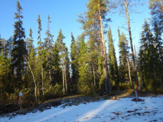 Valokuvassa näkyy mm. tontilla kasvavia puita ja muuta kasvillisuutta.